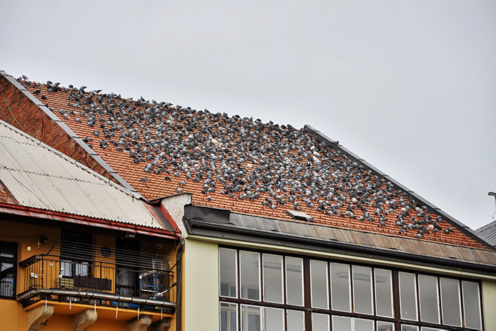 A2B Pest Control are able to install spikes to deter birds from roofs in Staveley. 