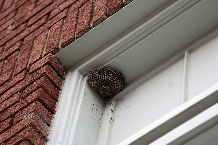 We provide a wasp nest removal service for domestic and commercial properties in Staveley.